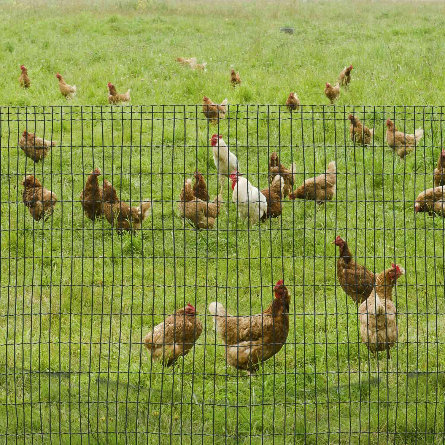 Trådnet Hundehegn Fjerkræhegn Fjerkræ Net Kyllingehegn Hat Hegn Trådnet Havehegn Voliere Tråd Trådhegn Rulle Mørkegrøn 10 X 1,22 M